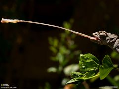 Tapeta National Geographic 335.jpg